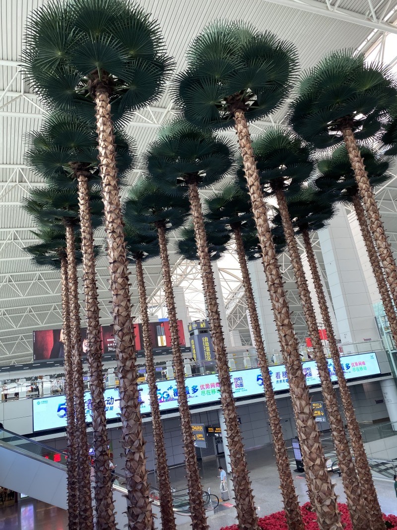 機(jī)場椰子樹景觀