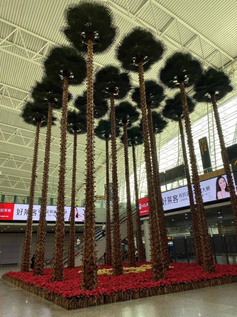 機(jī)場椰子樹景觀
