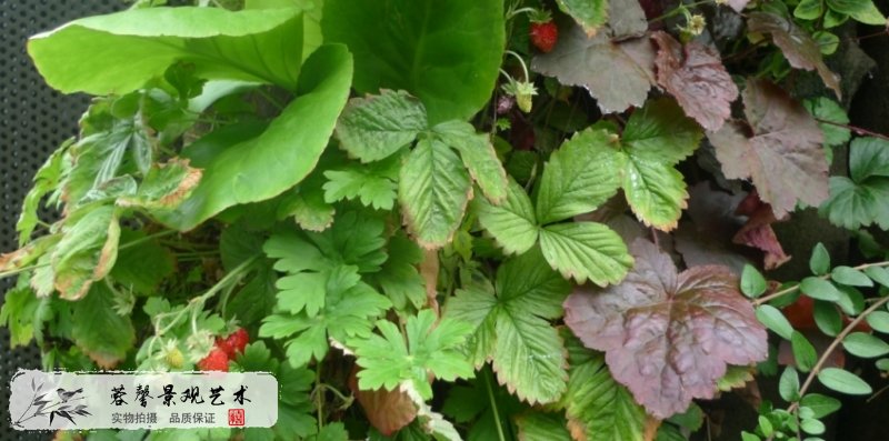 室內植物墻設計