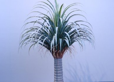 仿真龍血樹(shù)